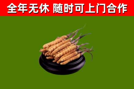 兴宁区回收冬虫夏草
